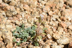 Chaenactis douglasii alpina