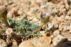 Chaenactis douglasii alpina