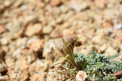 Chaenactis douglasii alpina