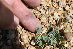 Chaenactis douglasii alpina