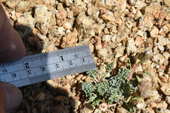 Chaenactis douglasii alpina