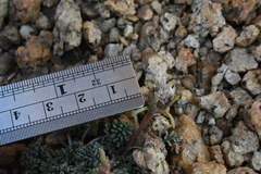 Chaenactis douglasii alpina