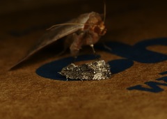Gymnandrosoma punctidiscanum