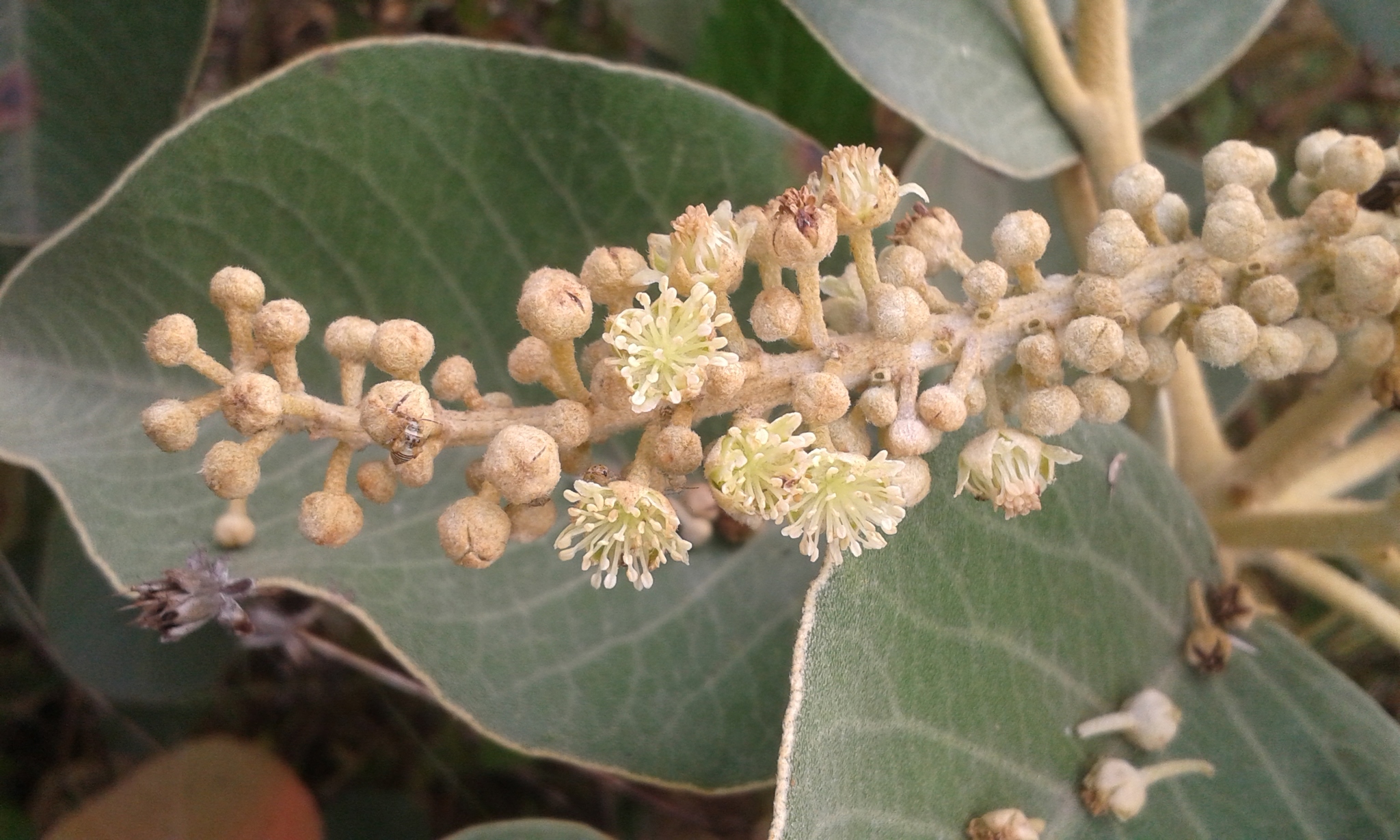 Croton menthodorus