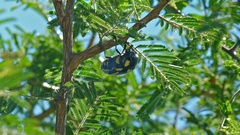 Sternocera orissa orissa