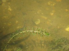 Hydrilla verticillata