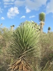 Yucca decipiens