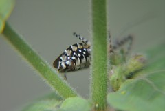 Pselliopus zebra