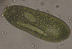 Euglena ehrenbergii