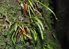 Notogrammitis angustifolia nothofageti