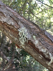 Ramalina leptocarpha