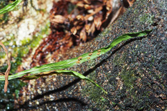 Notogrammitis angustifolia nothofageti