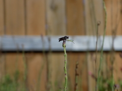 Hadrokolos texanus
