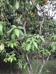 Tabernaemontana litoralis