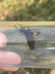 Anoplius semicinctus