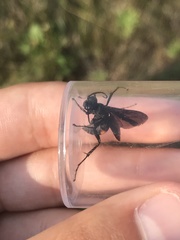 Anoplius semicinctus