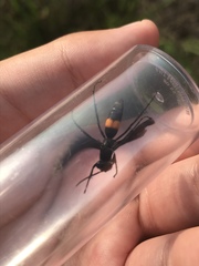 Anoplius semicinctus