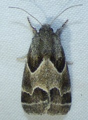 Schinia rivulosa