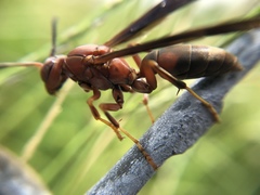 Polistes metricus