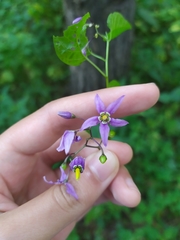 Solanum dulcamara