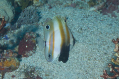 Coradion melanopus