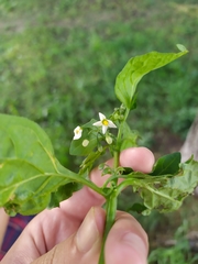 Solanum nigrum
