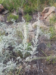 Artemisia messerschmidtiana