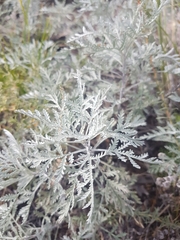 Artemisia messerschmidtiana