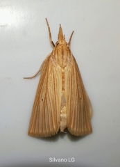 Eoreuma densellus