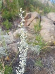 Artemisia messerschmidtiana
