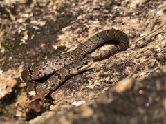 Stenorrhina degenhardtii