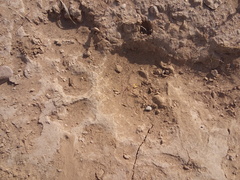 Ursus americanus eremicus