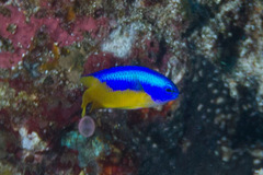 Pomacentrus auriventris