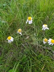 Tripleurospermum inodorum
