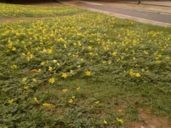 Tribulus cistoides