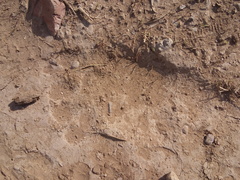 Ursus americanus eremicus