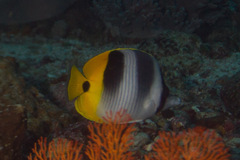 Chaetodon ulietensis
