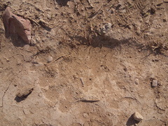 Ursus americanus eremicus