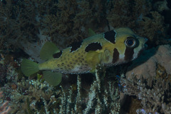 Diodon liturosus
