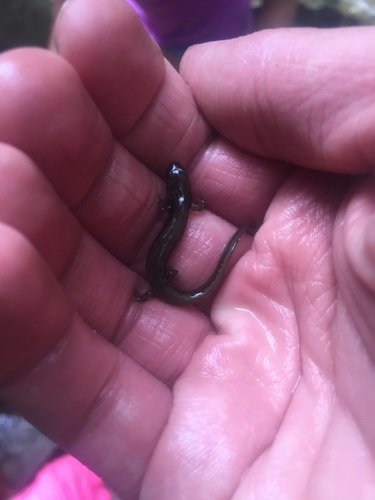 Plethodontidae