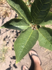 Osmanthus