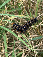 Junonia coenia coenia