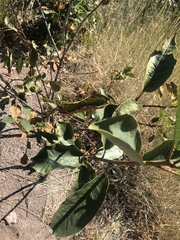 Osmanthus