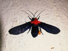 Psoloptera basifulva