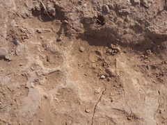 Ursus americanus eremicus