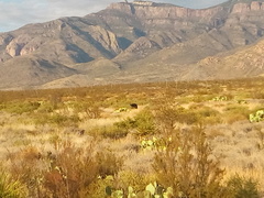 Ursus americanus eremicus