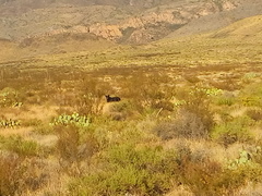 Ursus americanus eremicus