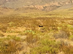 Ursus americanus eremicus