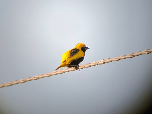 Obispo coronigualdo (Euplectes afer)