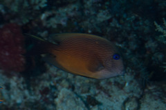 Ctenochaetus binotatus